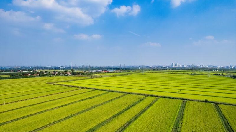 智慧农业种植系统：引领未来农业发展的十大品牌解析