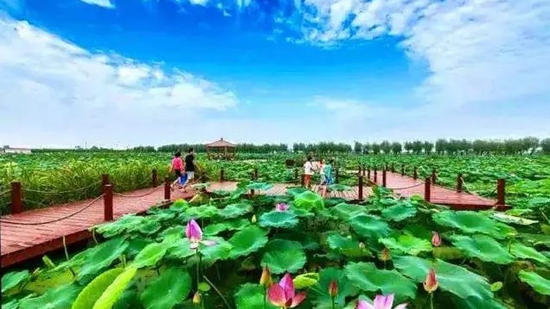绿色食品加盟还是代理？揭秘加盟与代理的差异化优势