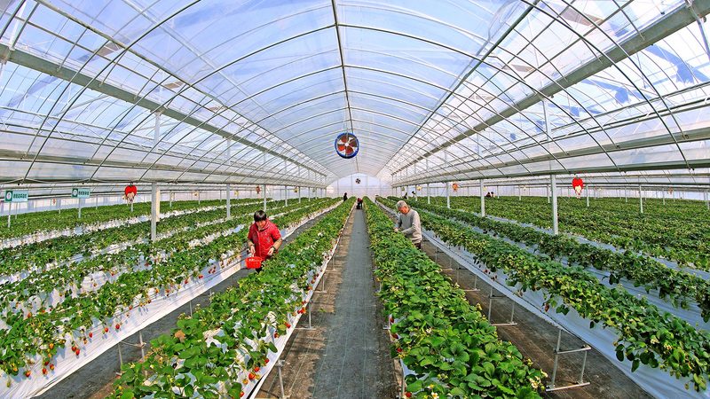 食堂有机蔬菜配送，不止是换一家供应商那么简单