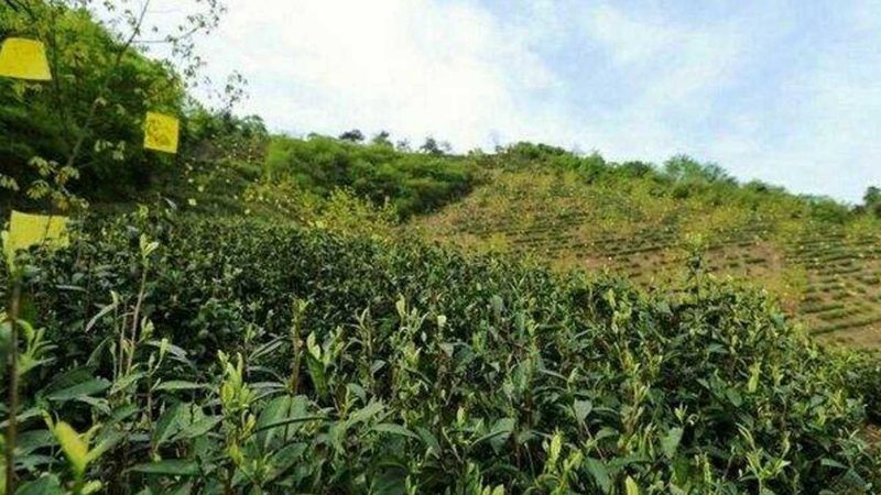水果种植合作社年收入受天气影响大吗