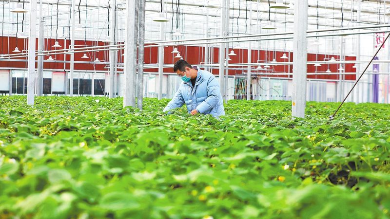 设施农业补贴项目主要包括：