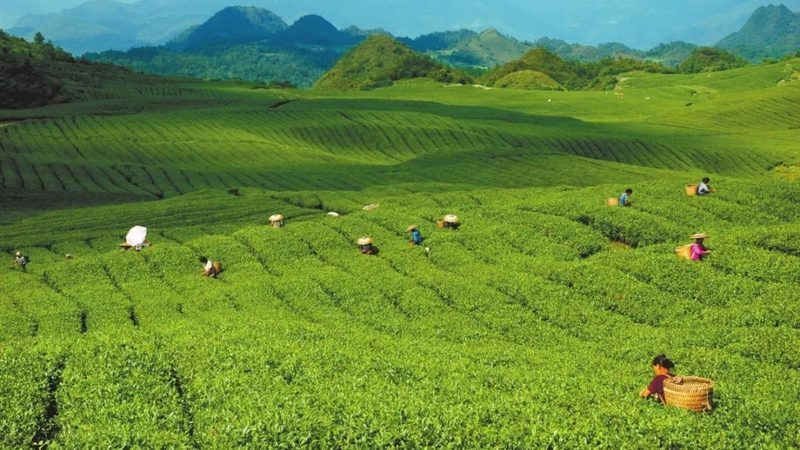 大棚蔬菜病虫害具有以下特点：