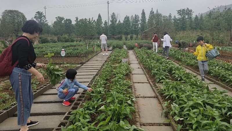 绿色食品证书办理，农业转型新起点
