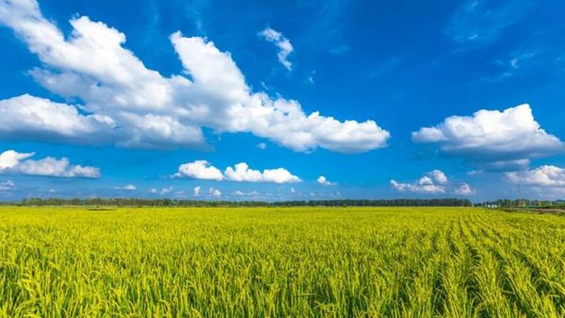 大棚农业种植技术哪家好