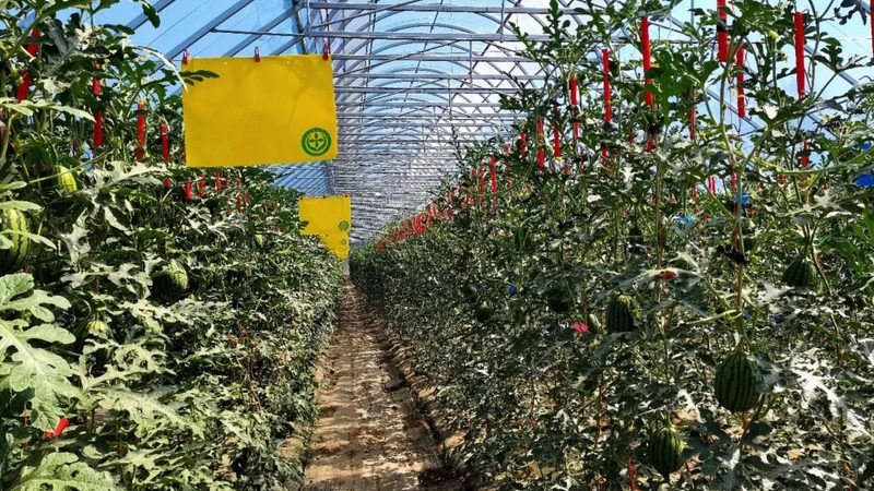 成都农业合作社加盟，如何选择优质平台？**