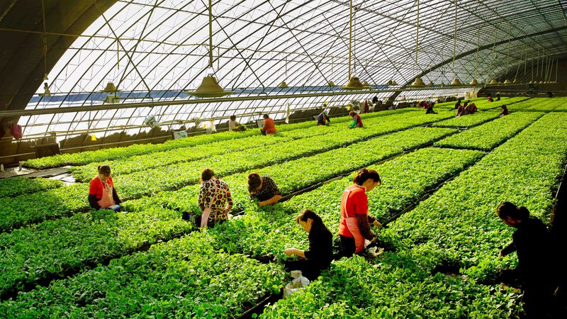 精准计算，科学种植：种植地块面积计算方法解析**