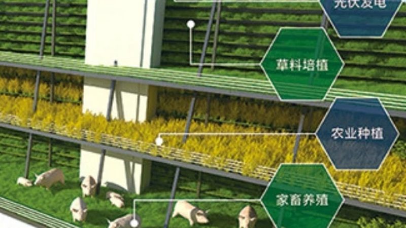 露天水果防病，从预防到控制的全流程要点
