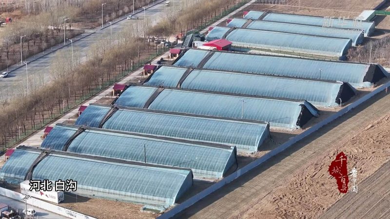 批发商的货从哪来：拆解农产品厂家发货全流程