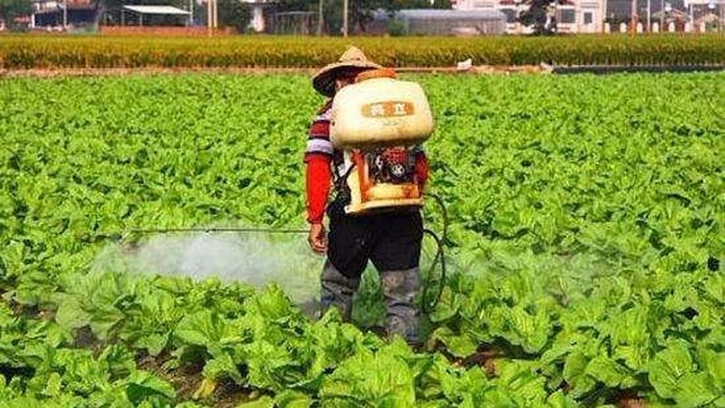 定制方案与普通方案：粮食种植的差异化策略
