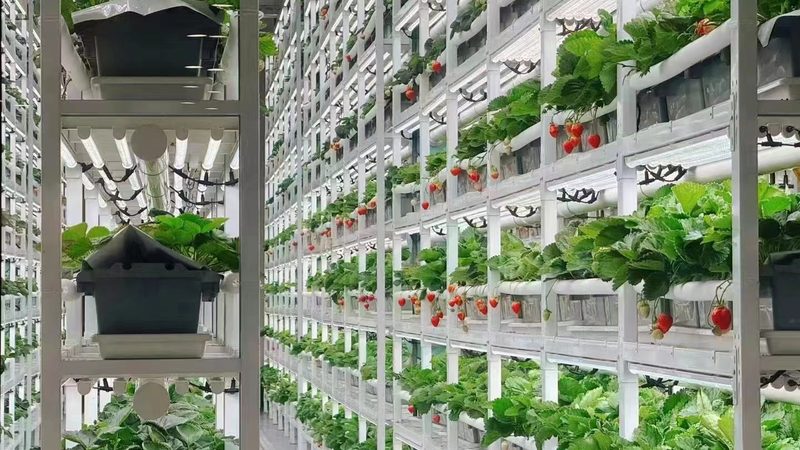 绿色食品加盟店：如何规避风险，把握市场机遇